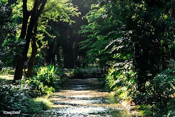 Patch through a agreen forest | Free stock photo - 405373