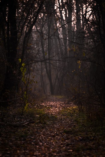 Path Between Trees