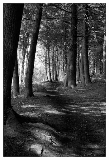 path_edited-1.jpg