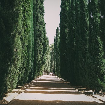 Path In Between Green Trees 