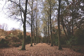path in the middle of trees