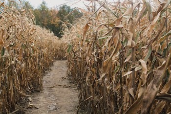 Path Through Corn In Fall