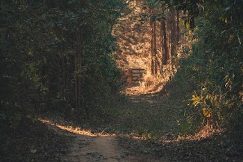 Path With Trees In Between