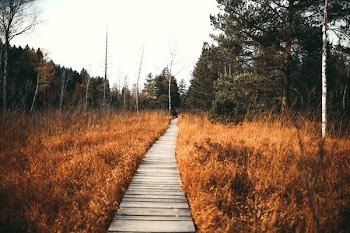 Pathway Along Brown Grass