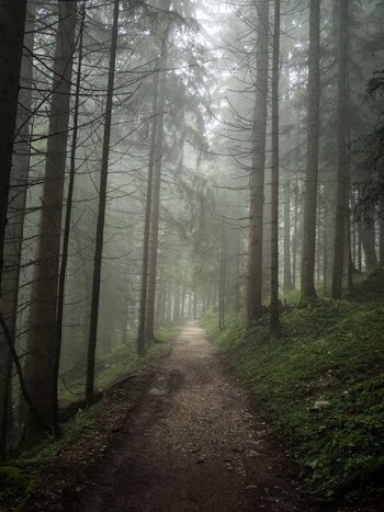 pathway along forest during foggy day