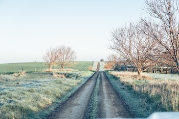 Pathway Between Bare Trees