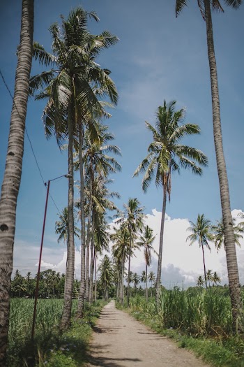 Pathway Between Coconut Trees