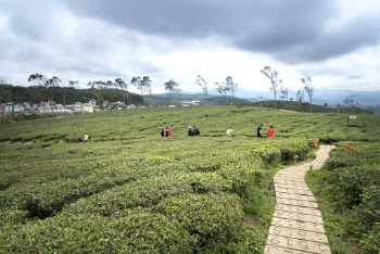 Pathway Between Green Grass