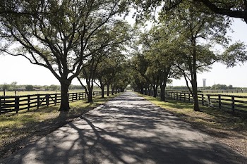 Pathway Between Green Leafed Trees