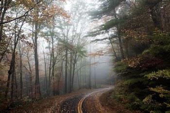 pathway between green trees