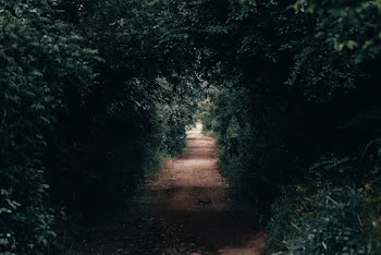 Pathway Between Trees