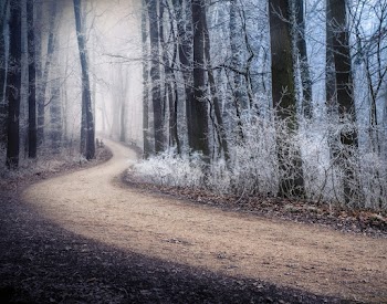 Pathway Between Trees