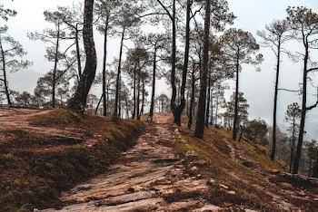 Pathway Between Trees 