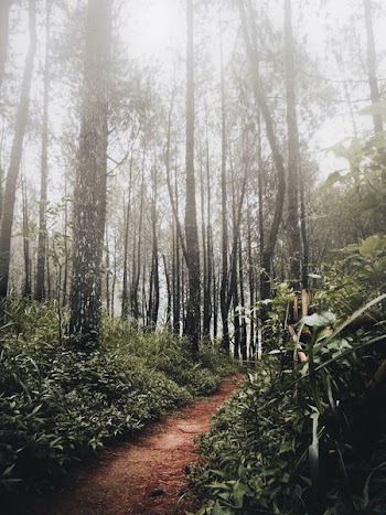 pathway between trees and grass at daytme