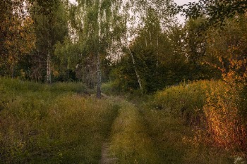 Pathway Between Trees and Plants