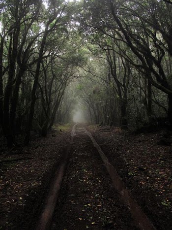 pathway between trees during daytime
