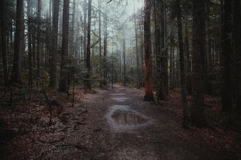 pathway between trees in forest