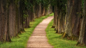 Pathway in Between Trees