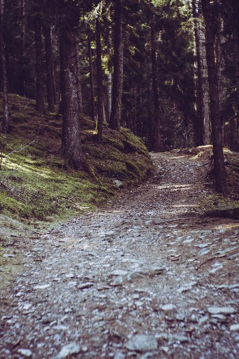 Pathway In Between Trees