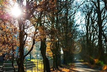 Pathway in Between Trees