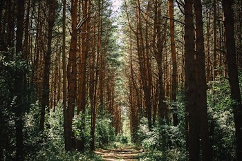 pathway in forest