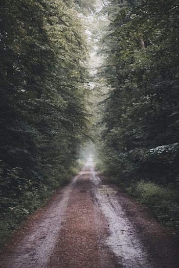 pathway in the middle of forest
