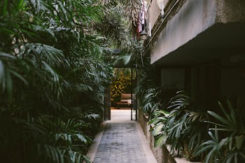 Pathway in the Middle of Linear Leaf Plants