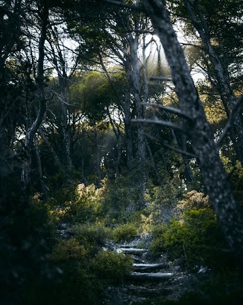 pathway inside forest during daytime