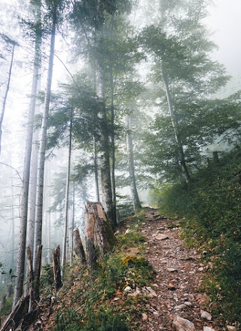Pathway Near The Mountainside