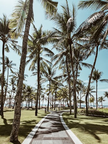 Pathway Surround By Trees