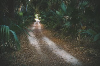 Pathway Surrounded by Green Palm Plants at Daytime