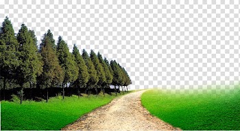 Pathway surrounded by pine trees, Forest Woodland Computer file, forest transparent background PNG clipart