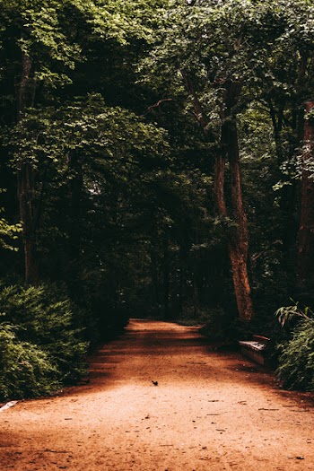 Pathway Surrounded by Trees