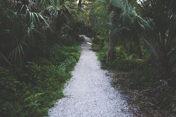 pathway surrounded by trees