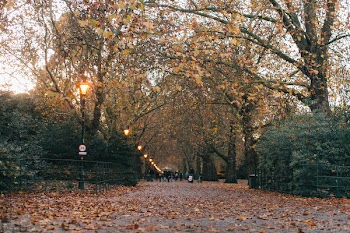 Pathway Surrounded by Trees