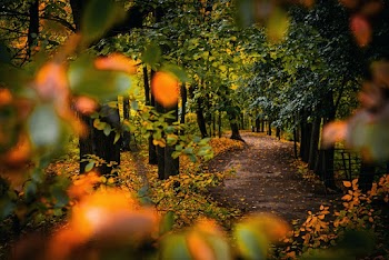 Pathway Surrounded by Trees