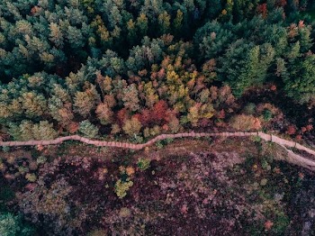 pathway surrounded by trees during day