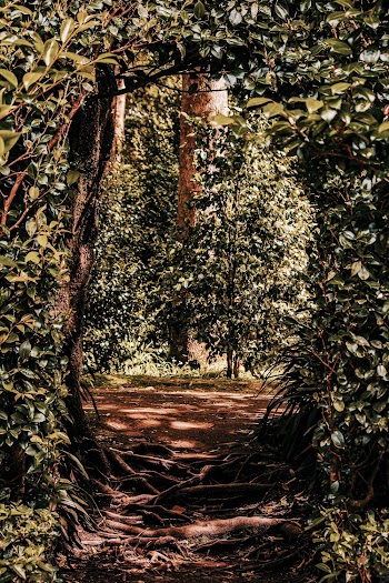 Pathway Surrounded With Plants