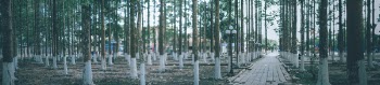 Pathway Surrounding by Trees