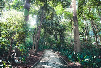 Pathway Underneath Trees