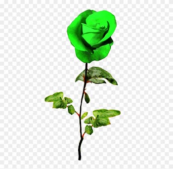 Patrick's Day Green Rose - Rose