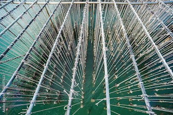 Pattern of oyster farming.