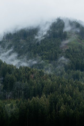 Pattern of pine with clouds.