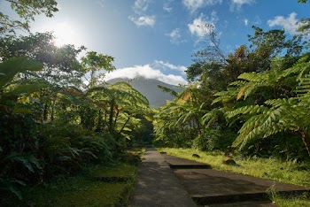 Paved Pathway Between Trees and Plants Under Blue Sky