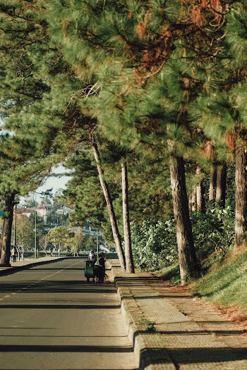 Paved Road Near Trees
