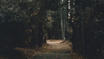 pavement covered with leaves between tall trees