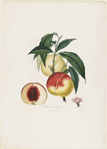 Pavie de Pompone. (Peaches), from Traite | Free Photo - rawpixel