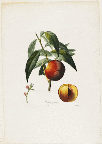 Pavie jaune. (Peaches), from Traite | Free Photo - rawpixel