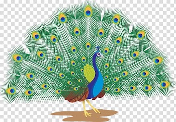 Pavo , peacock Watercolor transparent background PNG clipart
