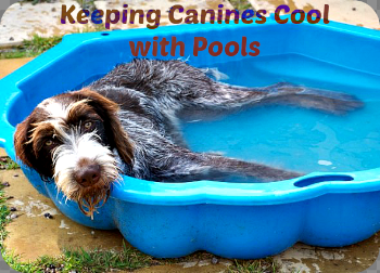 Paying It Forward, One Canine at a Time – Conscious Companion